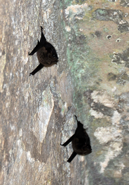 Bats in one of the temples of Complex P