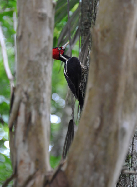 Pale-Billed Woodpecker (Campephilus g. guatemalensis)