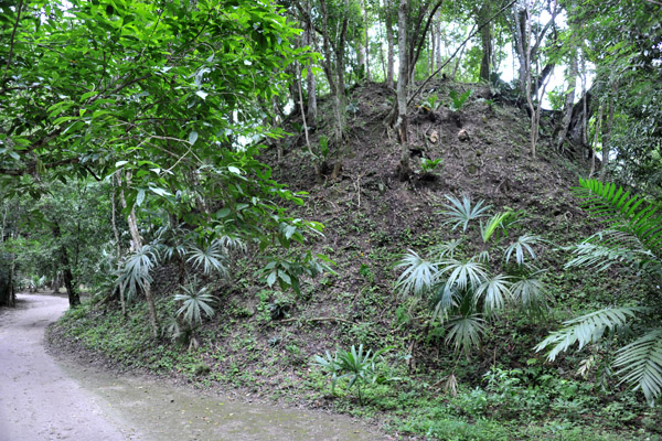 A tree covered mound indicates an unexcavated building