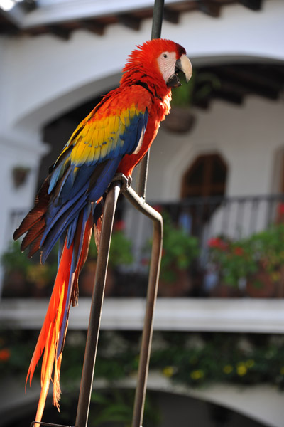 Scarlet Macaw, Hotel Santo Tomás