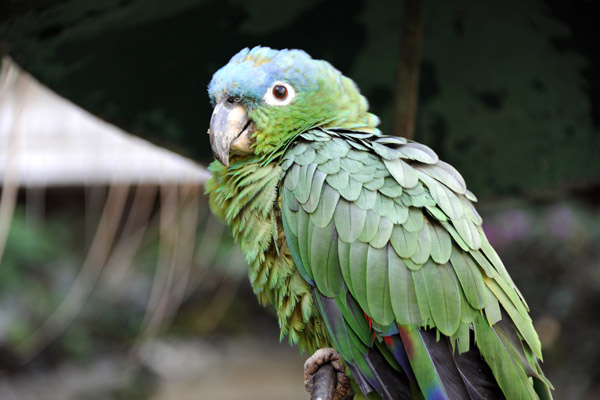 Green parrot, Hotel Santo Tomás