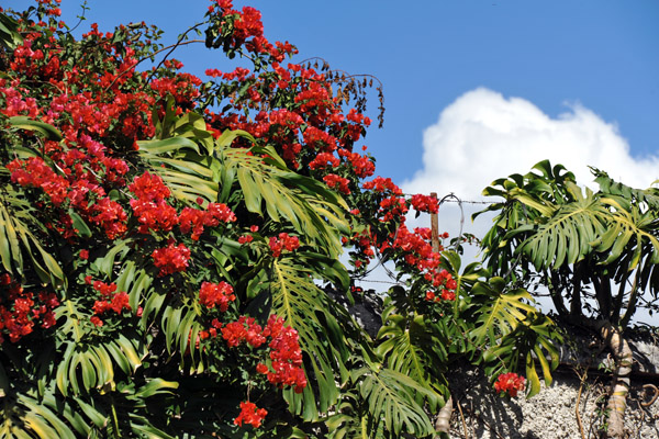 Flowering plants, Las Capuchinas, Antigua Guatemala
