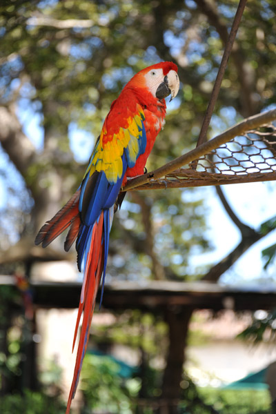 Scarlet macaw, Casa Santo Domingo