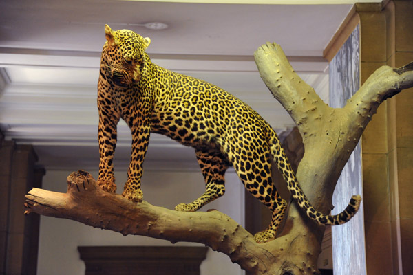 South African National Museum of Natural History