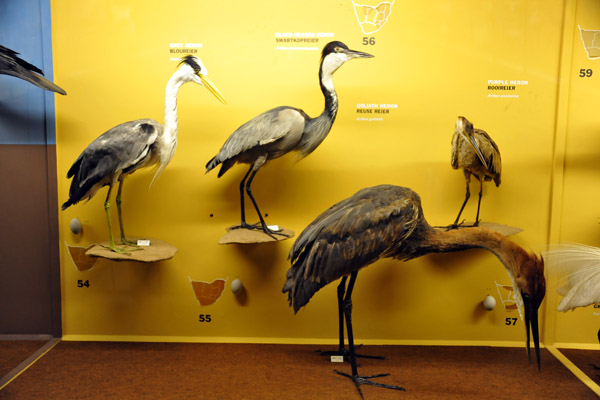 Great Heron, Black-Headed Heron, Goliath Heron, Purple Heron
