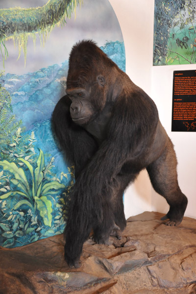 Gorilla