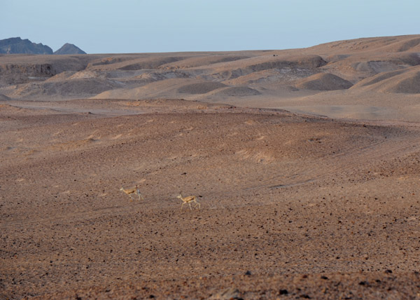 Abu Dhabi Mar12 0783.jpg