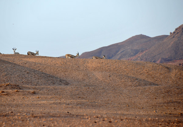 Abu Dhabi Mar12 0791.jpg