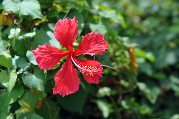 Hibiscus, Cengkareng