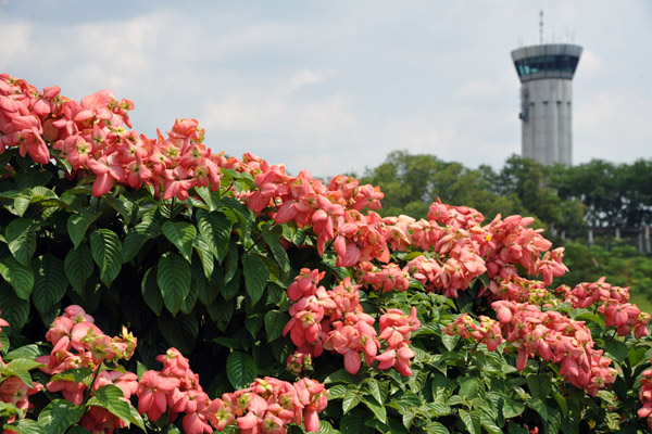 Flower bush with the control tower, Soekarno-Hatta Int'l Airport