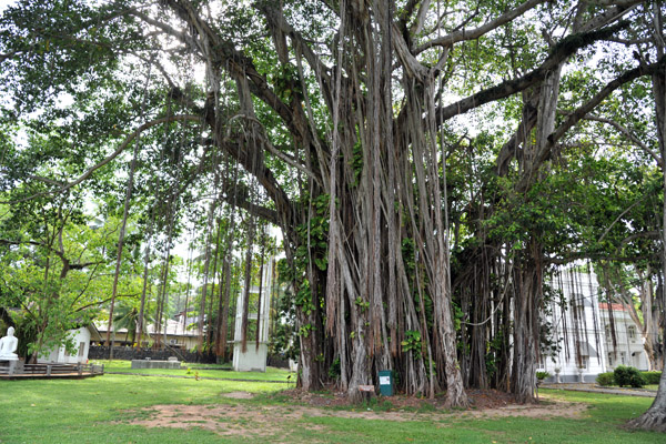 Banyan Tree, Colombo National Museum