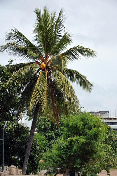 Palm Tree by Beira Lake
