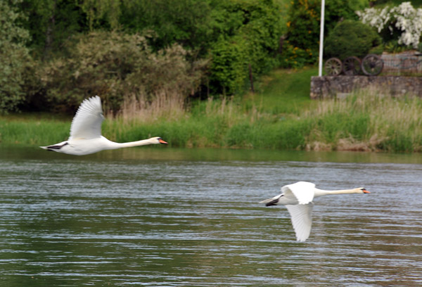 Swans in flight over the Rhine