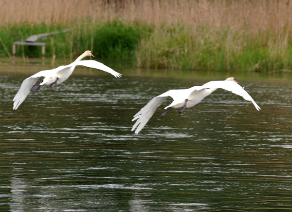 Swans in flight over the Rhine