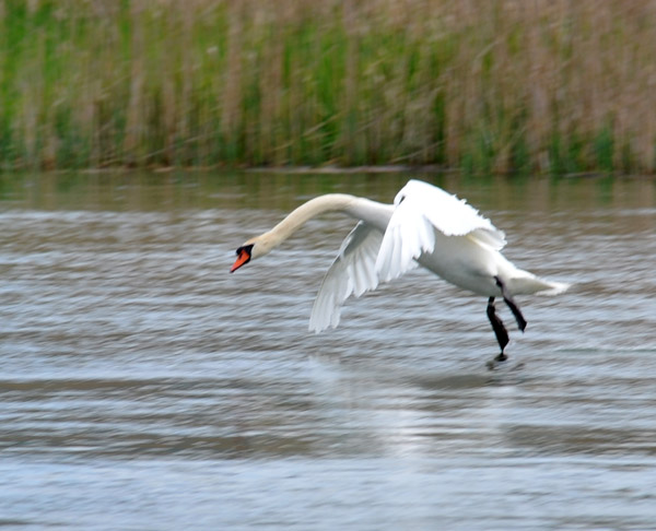 Swan landing on the Rhine