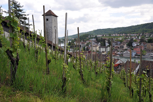 Vineyards on the slopes beneath the Munot, Schaffhausen