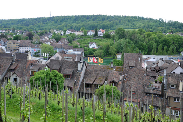 Vineyards on the slopes beneath the Munot, Schaffhausen