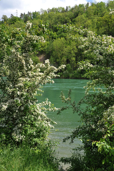 Flowers along the Rhine in May