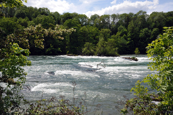 Rapids approaching the Rhine Falls, view from the Right Bank