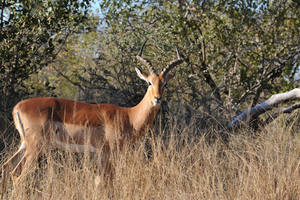 KrugerMay12 503.jpg