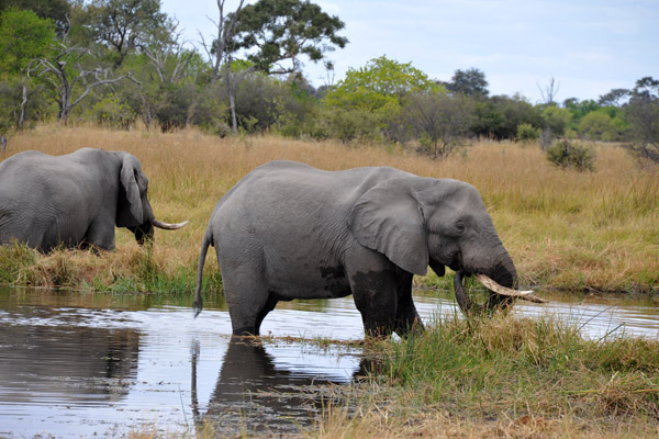 Elephants in the Khwai River, the boundary to the Moremi Game Reserve