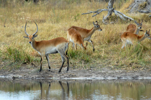 Red Lechwe, Khwai River