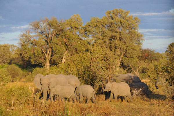 BotswanaJun12 0448.jpg