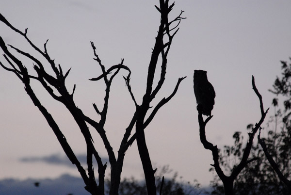 Giant Eagle Owl - the world's largest owl