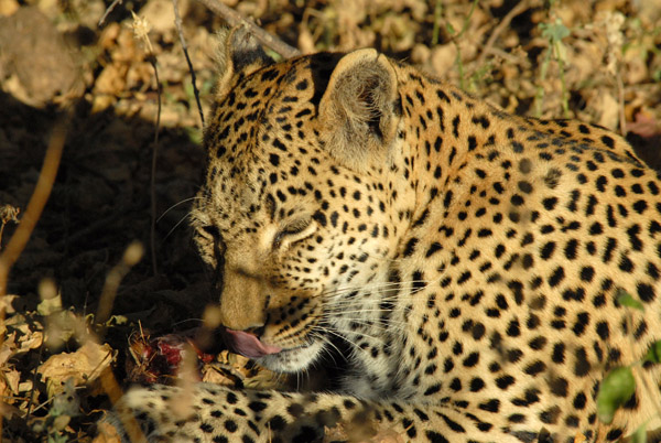 BotswanaJun12 0354.jpg