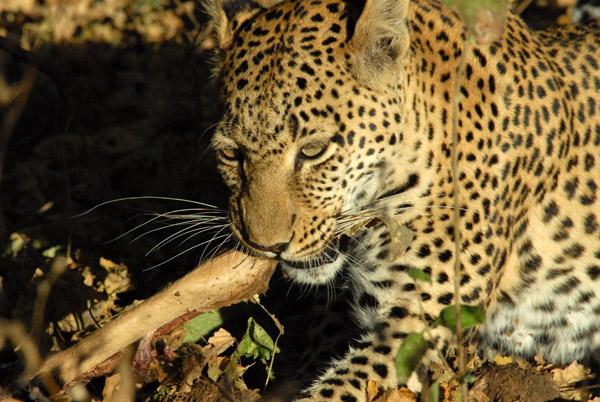 Okavango Delta - Khwai River