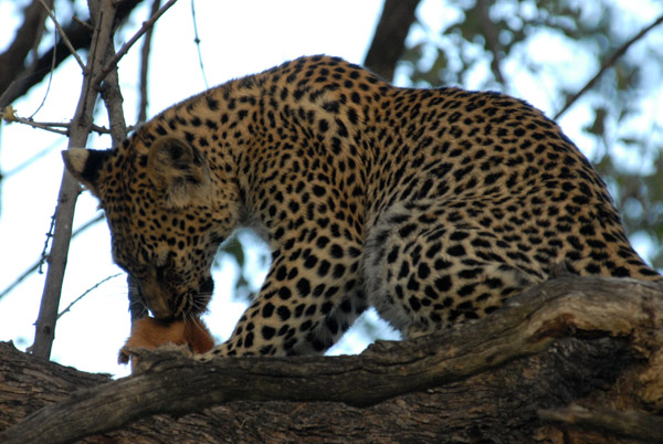 Leopard cub pulling the hair off a piece of impala skin