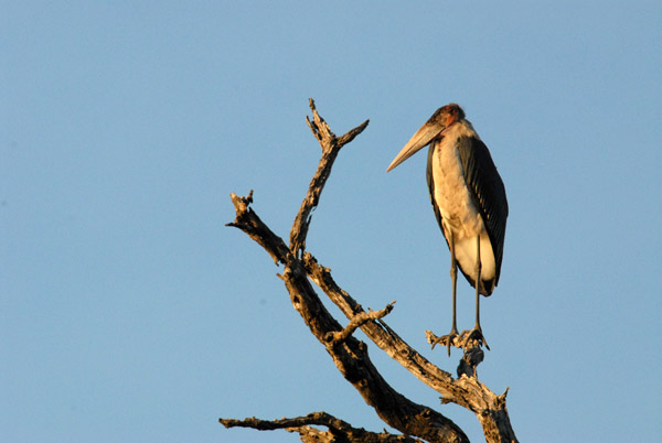 A marabou stork basks in the early morning light
