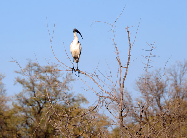 BotswanaJun12 0532.jpg