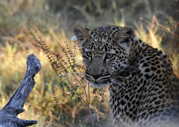 Leopard cub