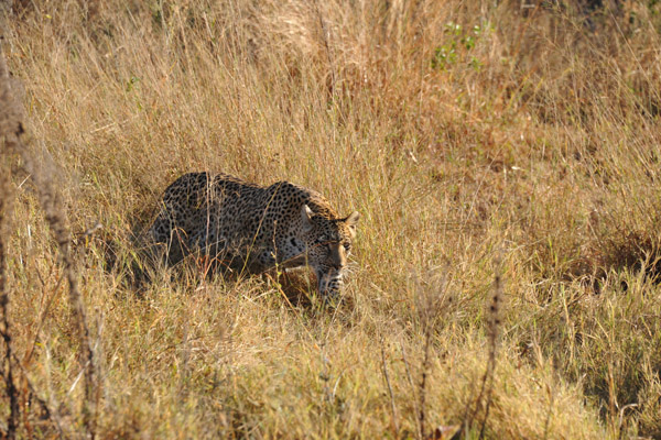 Meanwhile, why the cub is playing, the mother is stalking a herd of impala nearby