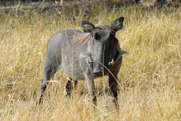 BotswanaJun12 0596.jpg