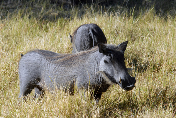 BotswanaJun12 0600.jpg