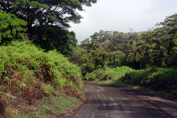 Dirt road leading across the center of Tanna