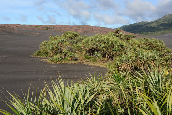Tropical vegetation growing out of the ash plains of Mount Yasur