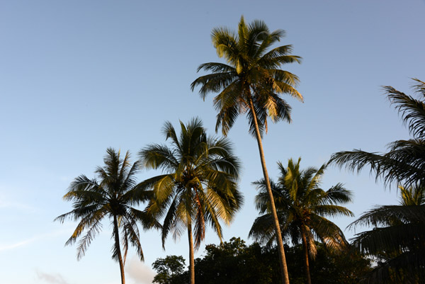 Palm trees, Tanna