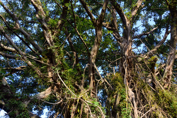 Banyan tree at the base of Mount Yasur
