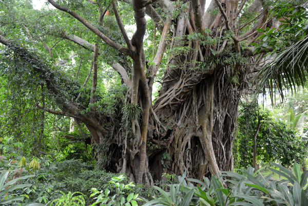 Banyan Tree, Tanna