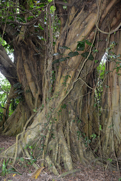 Twisted trunk and vines