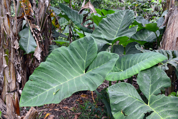 Taro, a common staple throughout the Pacific islands