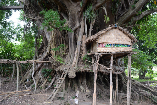 On the way back down from the interior, we stop at a giant banyan tree