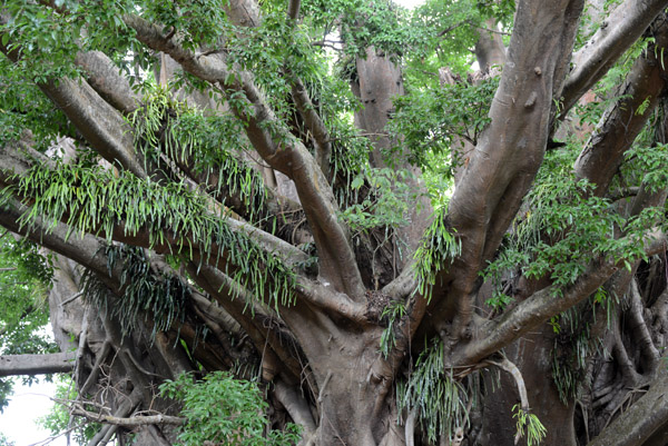 Tanna banyan tree, Vanuatu