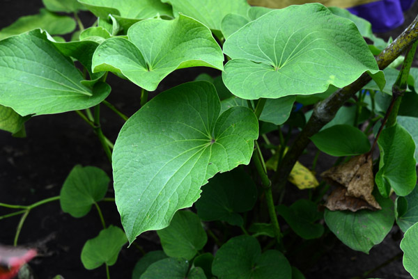 Botanical garden, Tanna