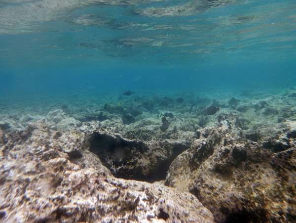 Snorkelling on the reef of the Tanna Evergreen Resort