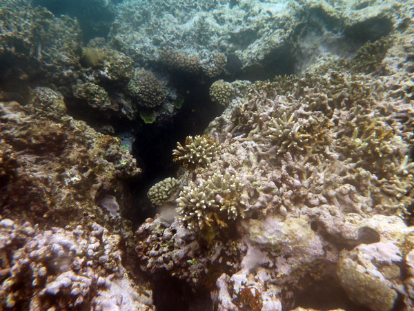 At low tide, the top of the reef is dry