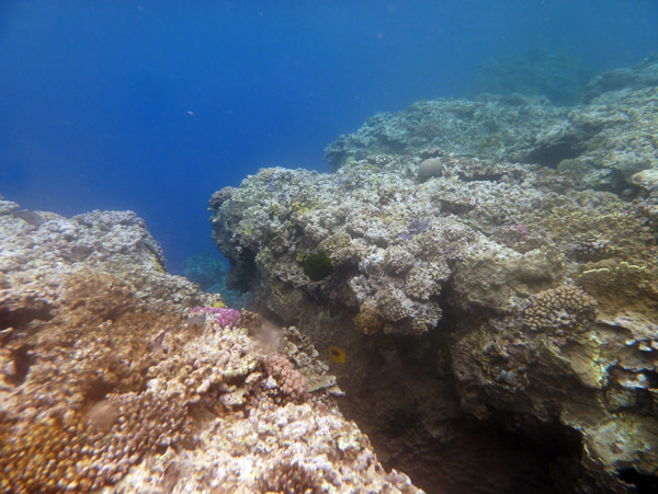 For the best snorkelling off the Evergreen Resort go out to the edge of the reef